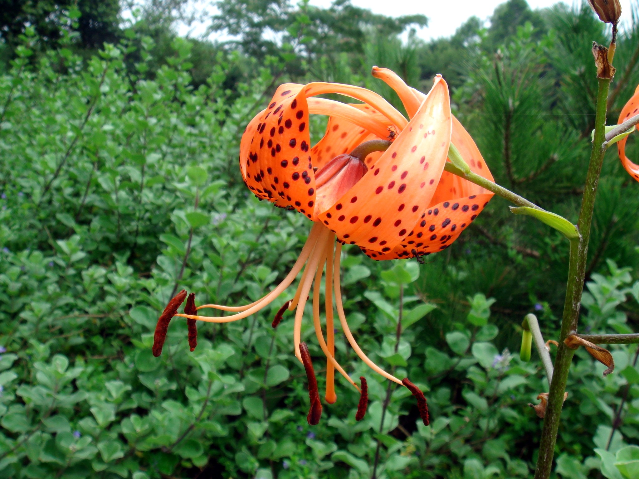 Lilium lancifolium Thunberg